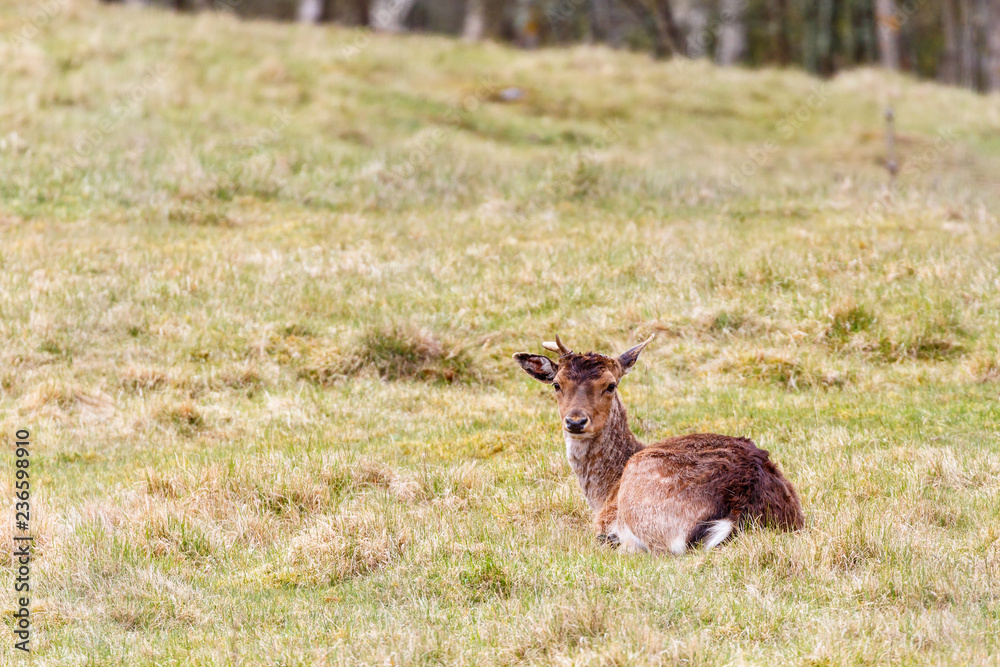 Fallow deer lying down on the grass meadow and looking in to the camera