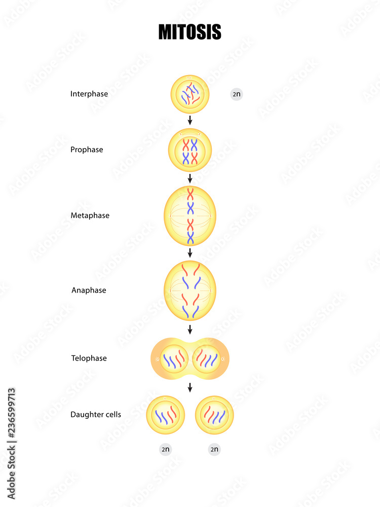 Mitosis diagram Stock Vector Biology Diagrams