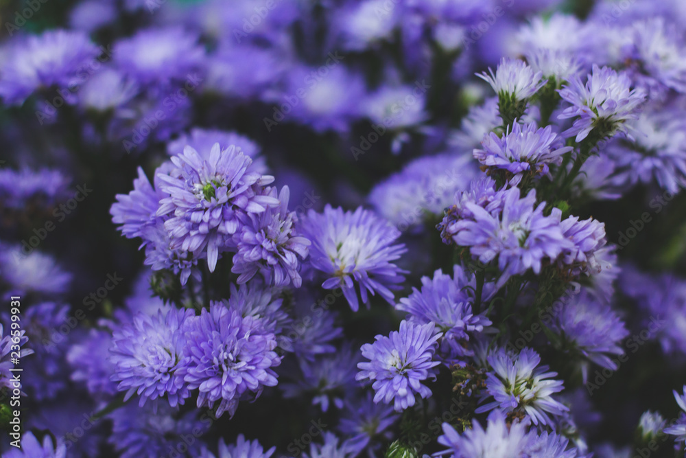Blur purple flower full for background. Blur purple flower full for background.