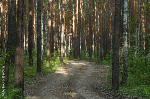 road in forest