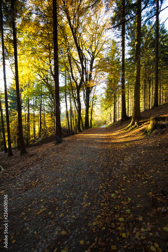 Herbstlich bunter Wanderweg im Wald