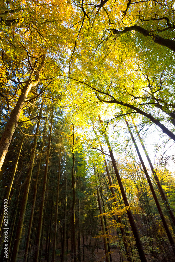 Buntes Blätterdach im Herbst. Buntes Blätterdach im Herbst.