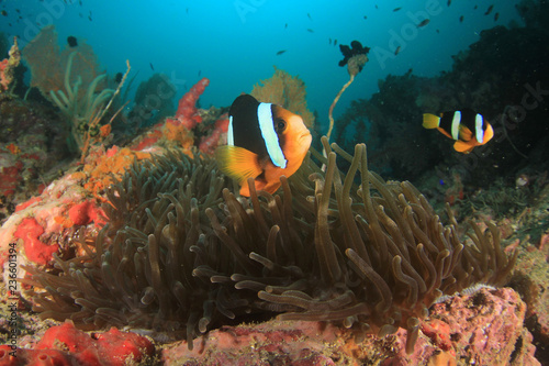 Clarke s Anemonefish fish on coral reef 