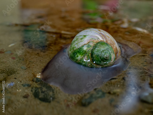 Sea snail closeup in water.