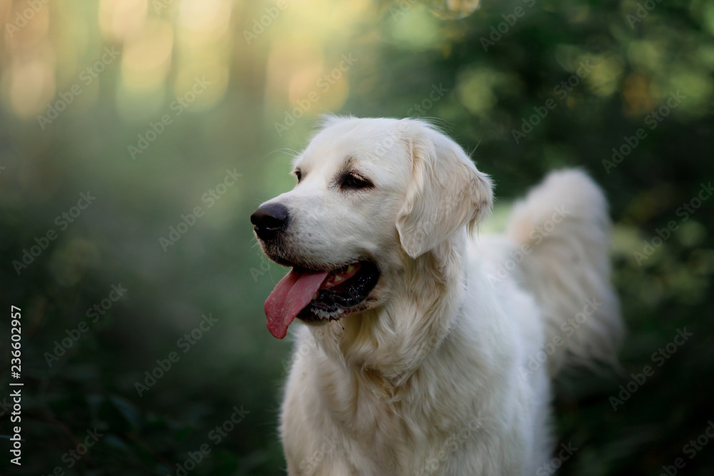 Big and beautiful dog breed Golden Labrador in the summer green forest