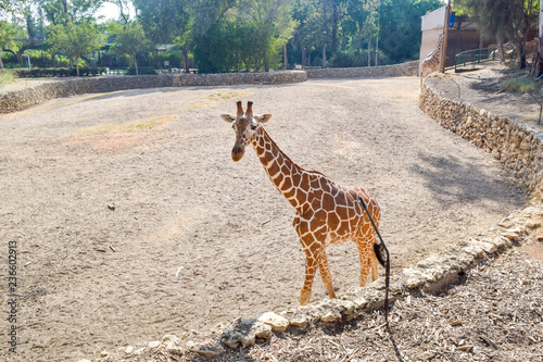 Canvas Print giraffe in zoo