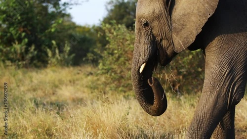 Close view of African elephant grazing and shaking off grass in Greater Kruger National Park in South Africa. Trees, bushes, yellow grass and blue sky in background.