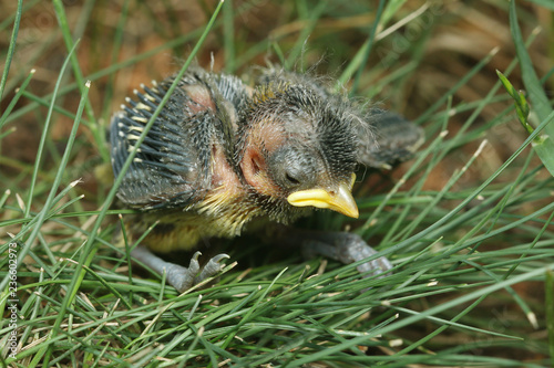 Chich of the great tit which fallen from the nest. A tiny bird species common in Europe. Abandoned youngster in breeding season, lying in the grass.