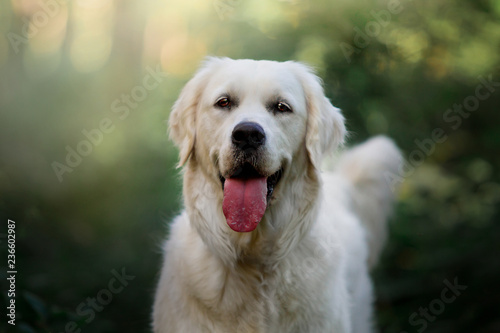 Big and beautiful dog breed Golden Labrador in the summer green forest