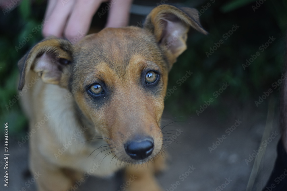 little brown puppy  