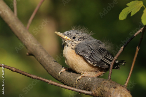 Chick of an Eurasian Nuthatch sitting on a branch in a green forest. A young bird of a common European species in its natural habitat on a horizontal close up picture.