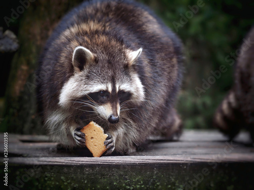 Waschbär knabbert an einem Zwieback