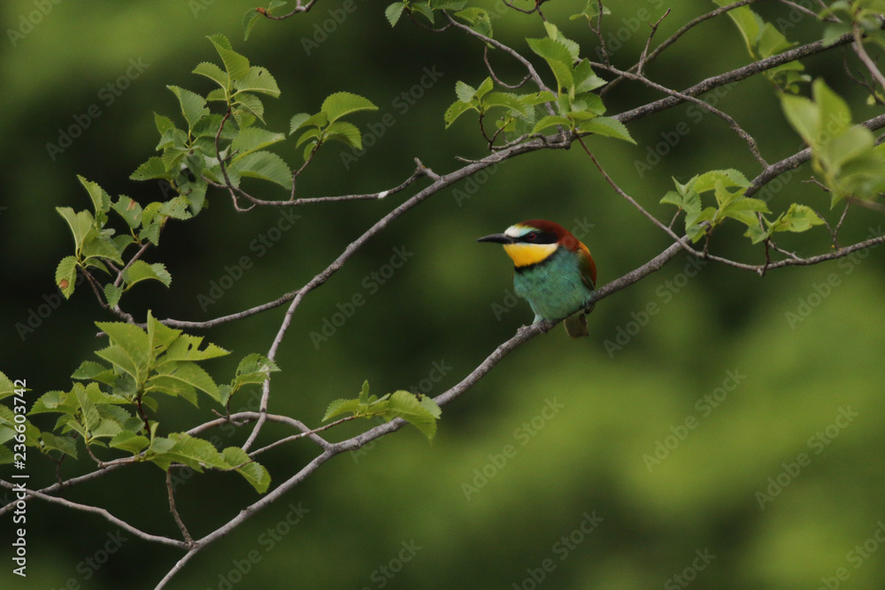 European bee-eaters on a close up vertical picture in their natural habitat. A rare colorful bird species which hunts insects sitting on a branch. European bee-eaters on a close up vertical picture in their natural habitat. A rare colorful bird species which hunts insects sitting on a branch.