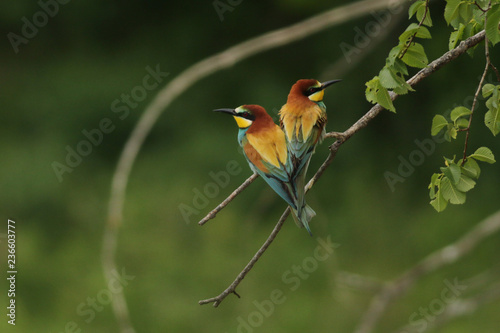 European bee-eaters on a close up vertical picture in their natural habitat. A rare colorful bird species which hunts insects sitting on a branch.