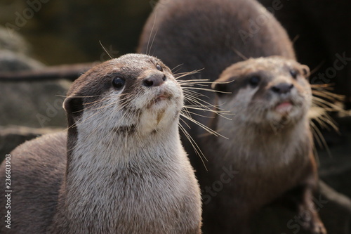 Oriental small-clawed otters on a horizontal close up picture. A cute predatory mammal occurring in Asia.