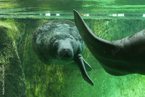 A couple of African manatees swimming in a water.
