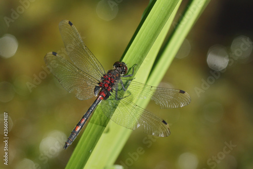 Female of the white-faced darter (or small whiteface) dragonfly sitting on a vegetation close to the pond. A rare and endangered European species on a  horizontal picture in its natural habitat. photo