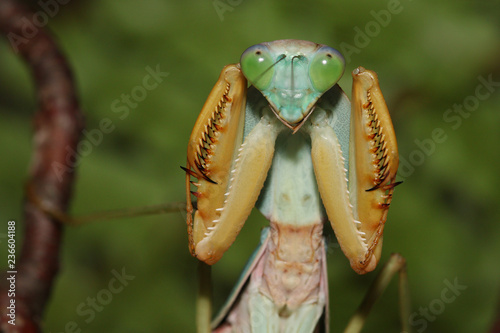 Leaf-mimicking praying mantis sitting on a vegetation. A a close up picture of the tropical insect species in natural conditions displaying warning behavior.