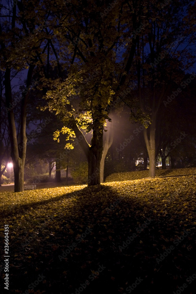 Fototapeta premium Dark alley in the park