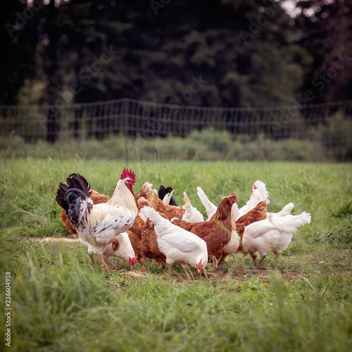 Eine Gruppe von weissen und braunen Hühnern mit Hahn auf einer Wiese photo