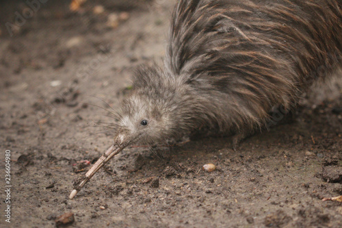 The North Island brown kiwi on a close up horizontal picture. A rare cute little bird endemic to New Zealand. A strange flightless species with long beak and brown feathers. photo