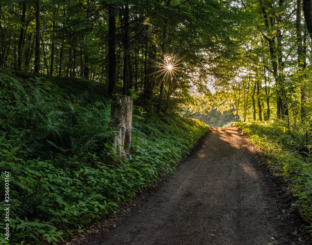 Fototapeta premium Wanderweg im odenwald