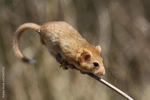 Hazel doormouse sitting on a twig