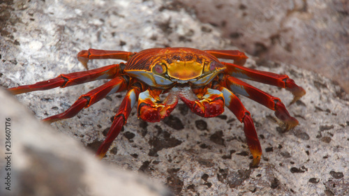 Sally Lightfoot Crab © Grzegorz