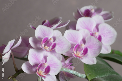 Phalaenopsis orchid flowers  butterfly orchid 