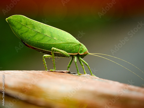 Giant leaf katydid (Pseudophyllus titans) on wooden table. Giant grasshopper. © Supawit