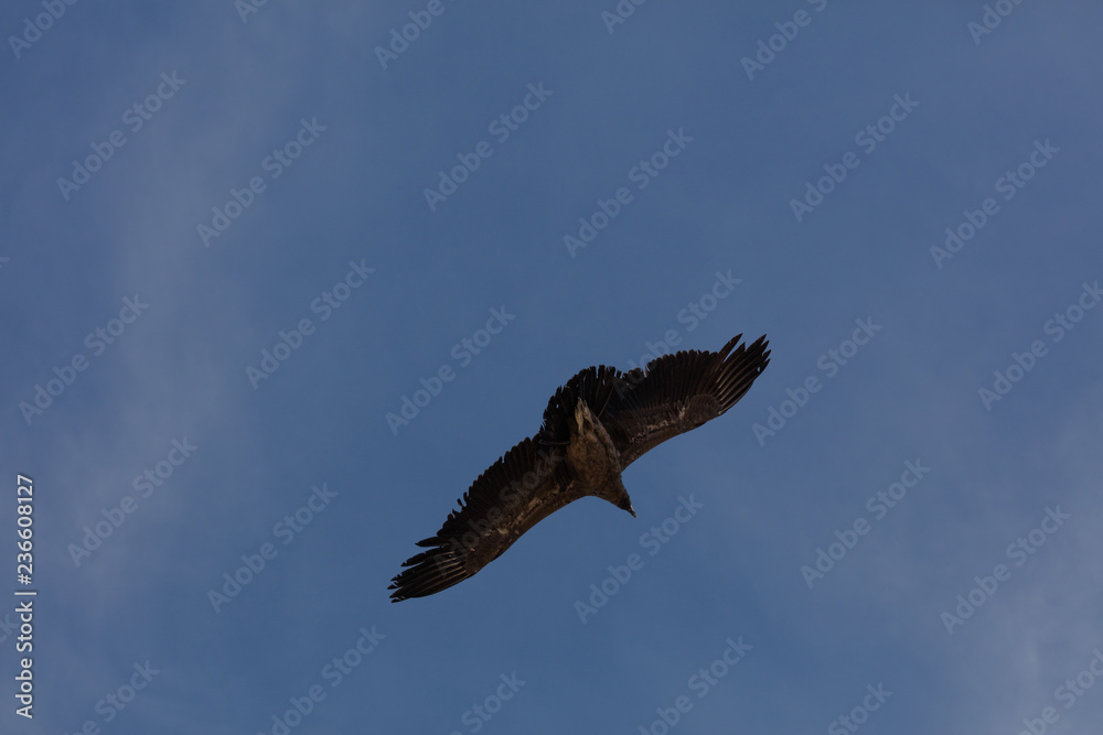 Obraz premium Condor flying in Peru