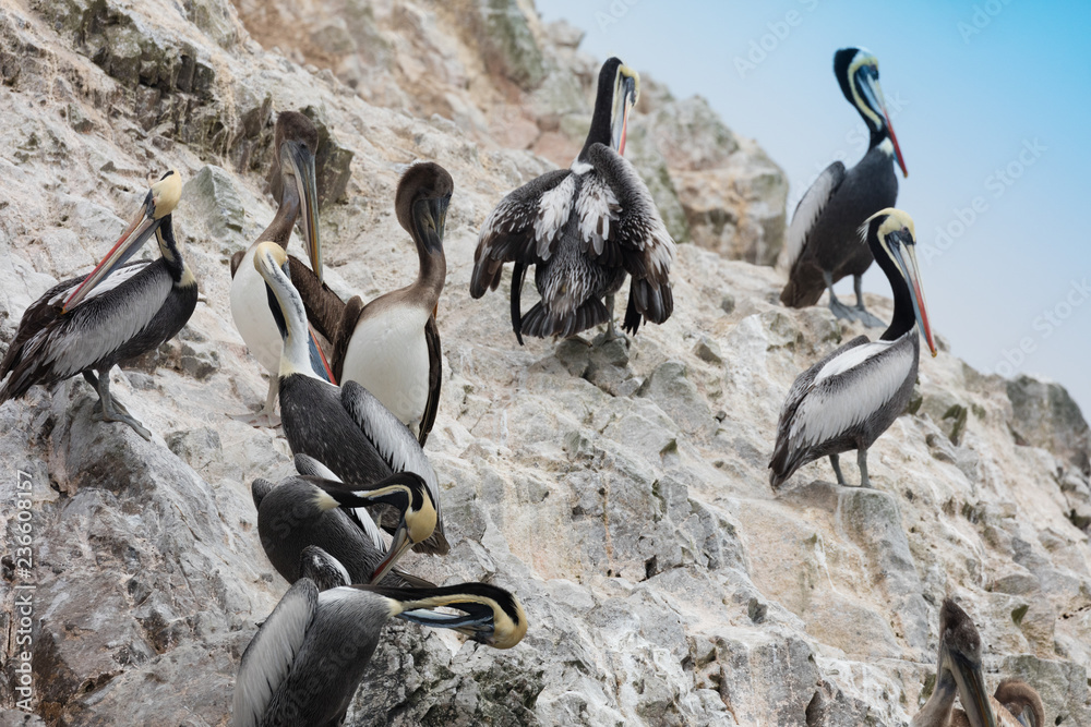 Obraz premium Ballestas Islands, Perù