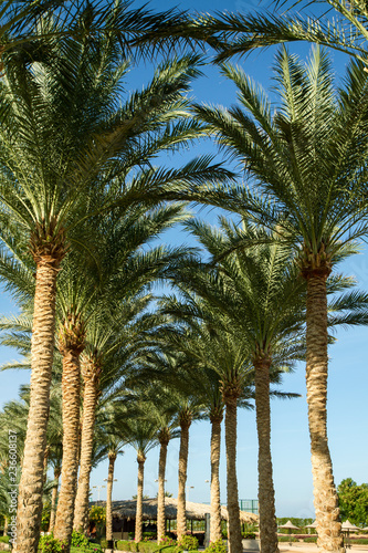 palm tree alley