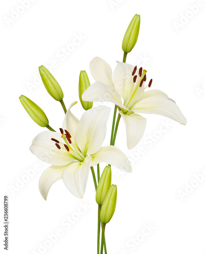 lily flower photo