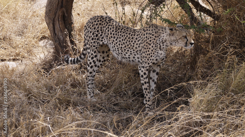 Obraz premium Guépard sous buisson