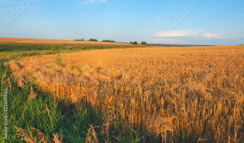 Field of ripe wheat on a background of blue cloudy sky and golden warm sunlight in morning time. 