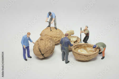 a mini worker are working open walnuts