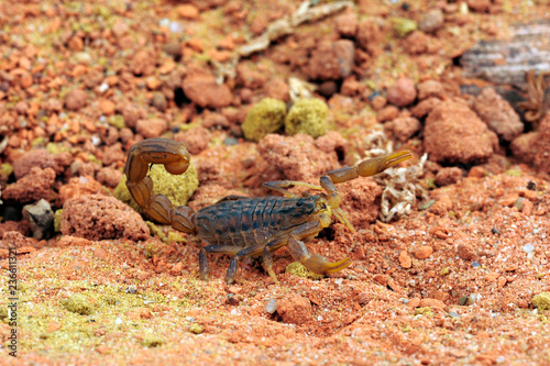 Dreigestreifter Tansaniaskorpion (Hottentotta trilineatus) - scorpion from Tanzania photo