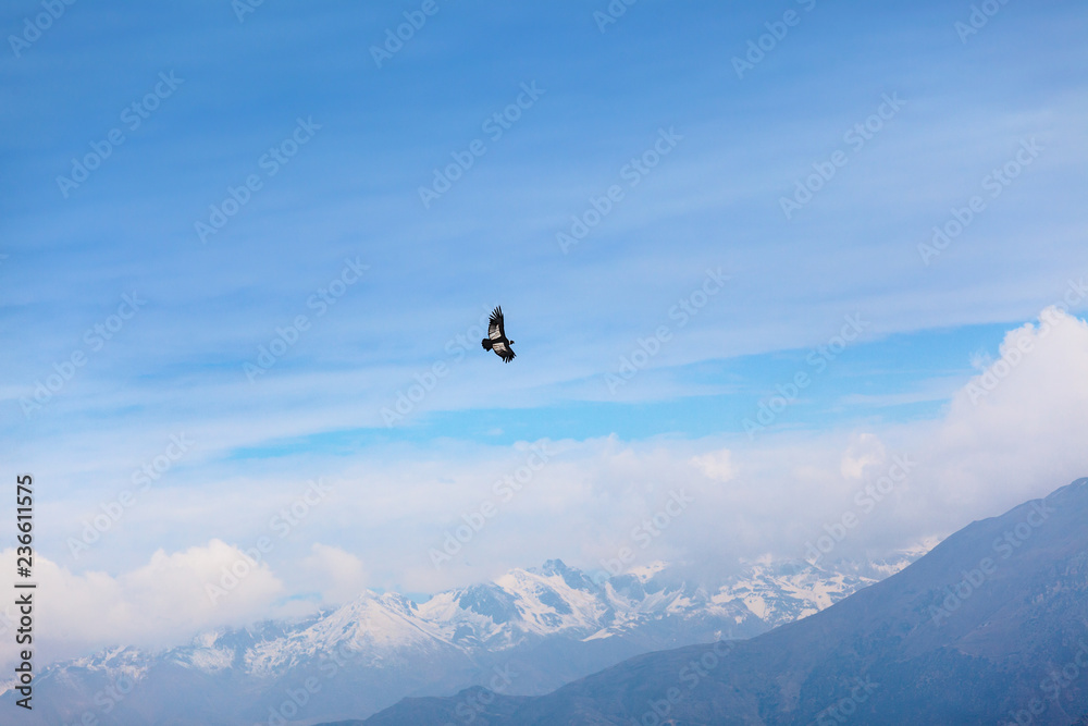 Flying condor in the Colca canyon Flying condor in the Colca canyon
