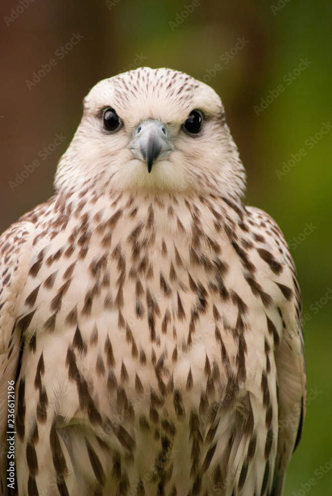 Falcon Falcon
