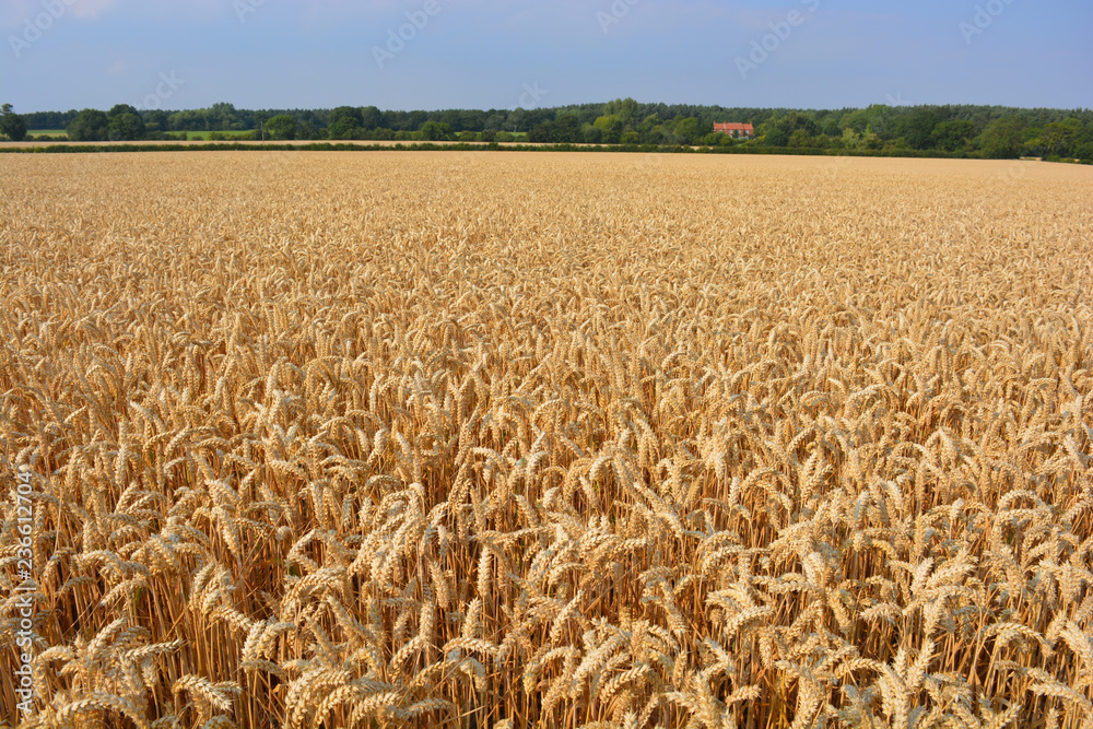 Wheat field with crop ready for harvest in late summer, near Escrick, North Yorkshire, England. Wheat field with crop ready for harvest in late summer, near Escrick, North Yorkshire, England.