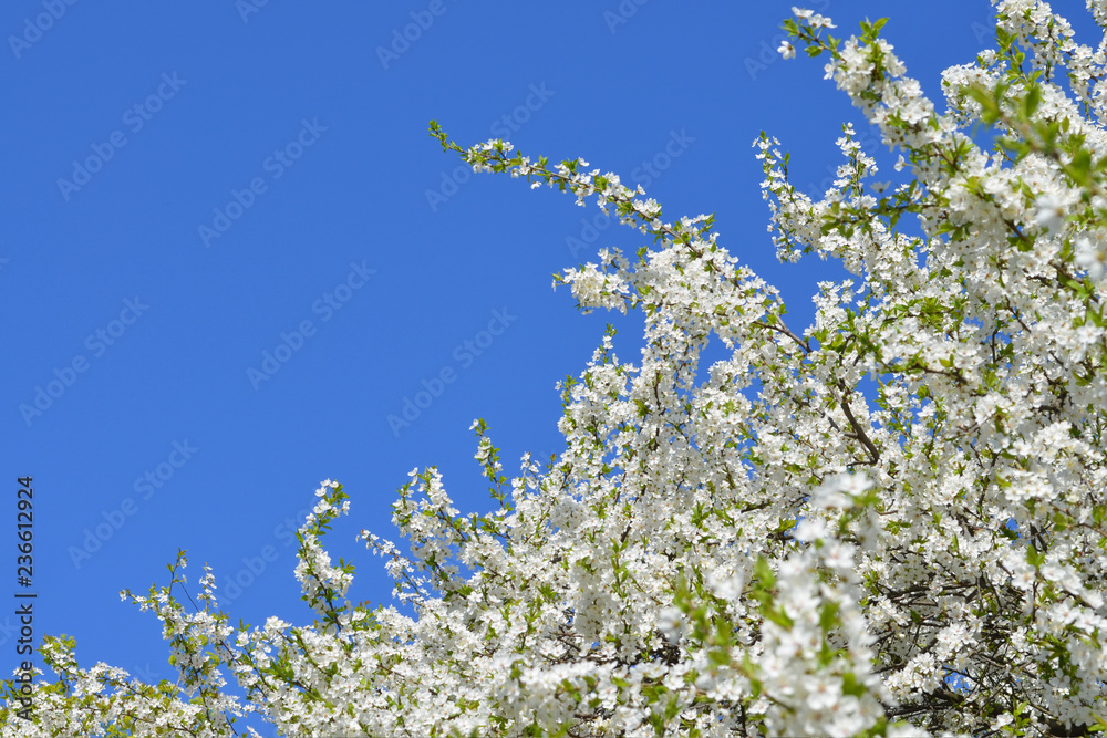 Blooming cherry plum. White flowers against blue sky. Plum blossom in full bloom. Spring flowering garden.