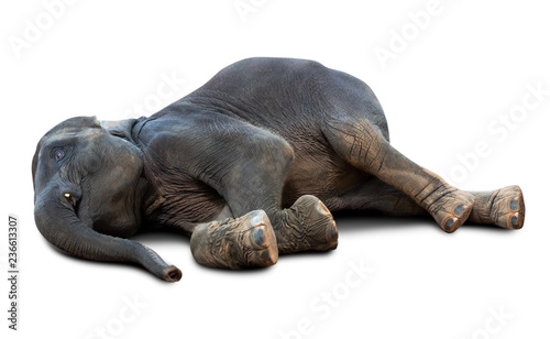 Dead elephant isolated