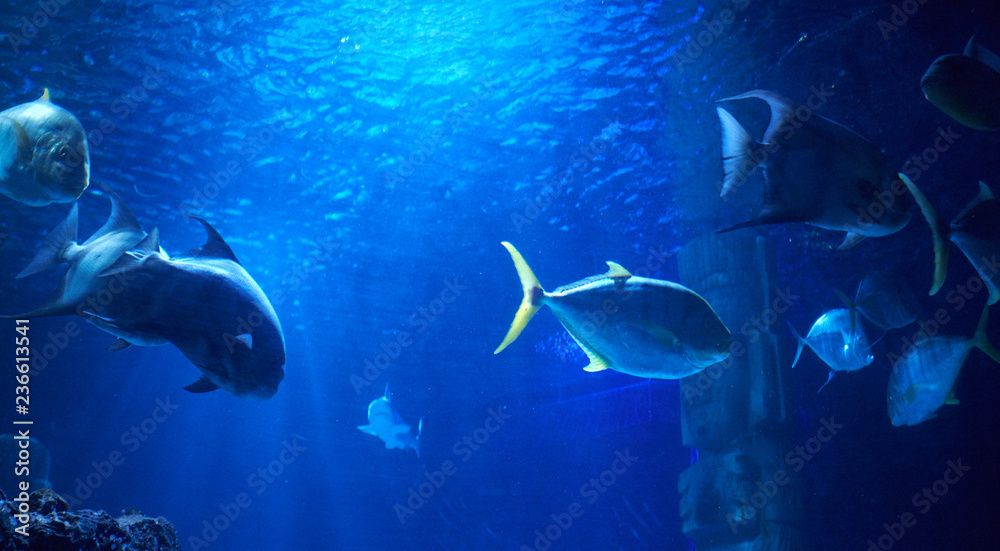 Fototapeta premium Fishes