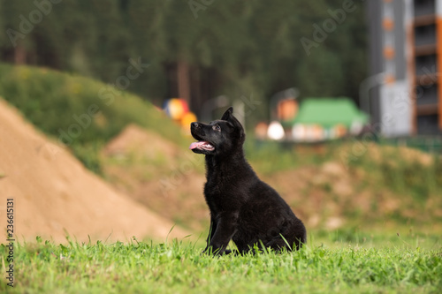 German shepard puppy 