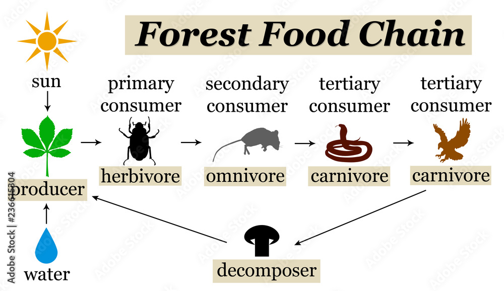 forest food chain Stock Illustration Biology Diagrams