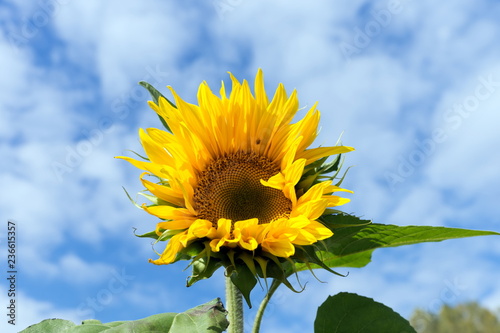 Common sunflower flowers  in the garden against the blue sky in a sunny day. photo