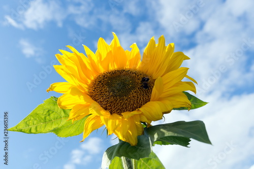 Bumblebees are sitting on a beautiful blooming sunflower against the blue sky.