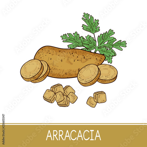 Arracacia. Tuber, section, leaf. Sketch. Color.
