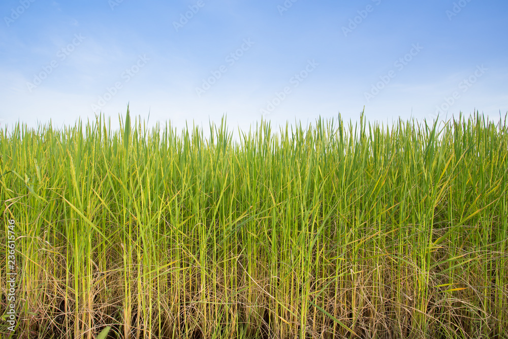 rice field with blue sky in thailand